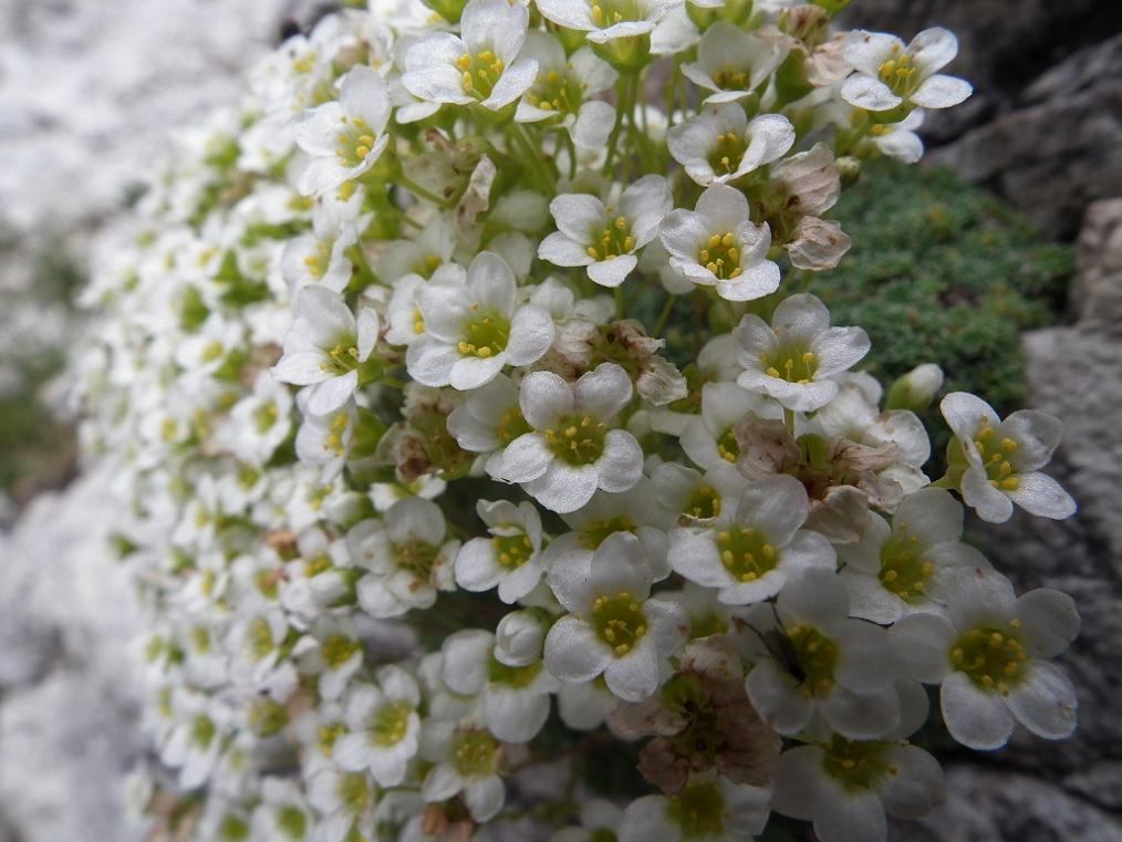 Saxifraga squarrosa